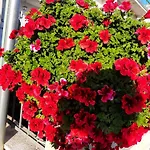 Apartment Jopa Vodice