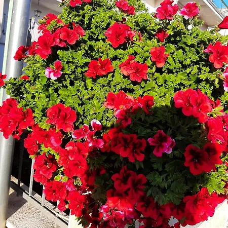 Apartamento Jopa Vodice